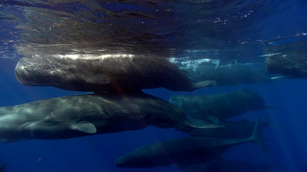 Photo du film Blue Planet II