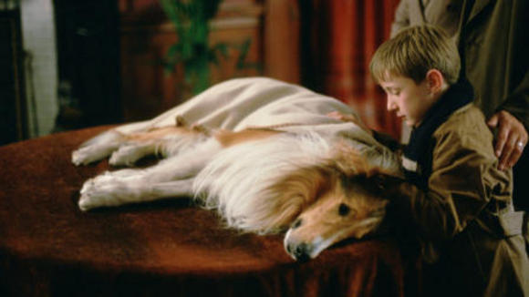 Photo du film Lassie