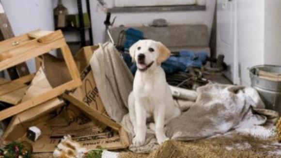 Photo from the movie Marley & Me