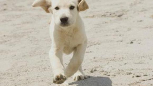 Photo from the movie Marley & Me