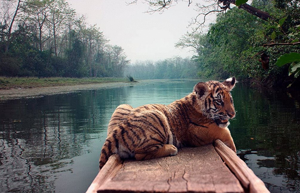 Photo du film Le tigre et l'enfant