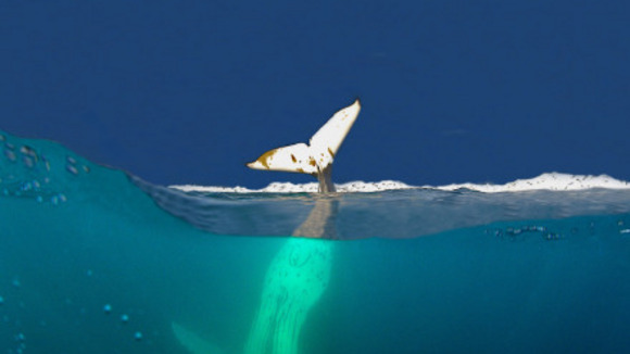 Photo du film Le Dernier Continent