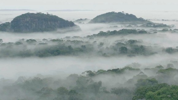 Photo du film Chimpanzés v.f.