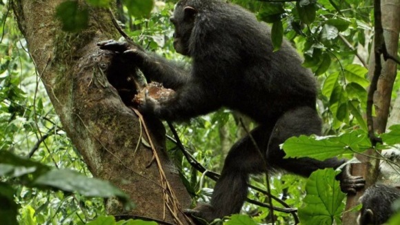 Photo du film Chimpanzés v.f.