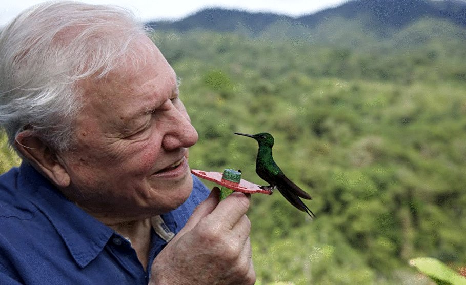 Photo du film Life in Color with David Attenborough