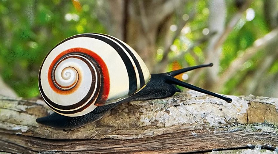 Photo du film Life in Color with David Attenborough