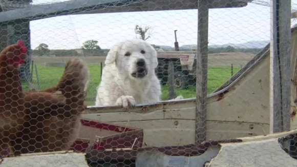 Photo from the movie Oddball