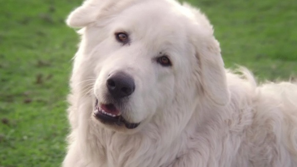 Photo from the movie Oddball