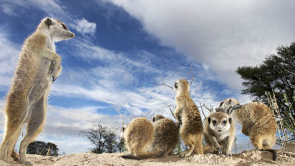 Photo du film Meerkat Manor