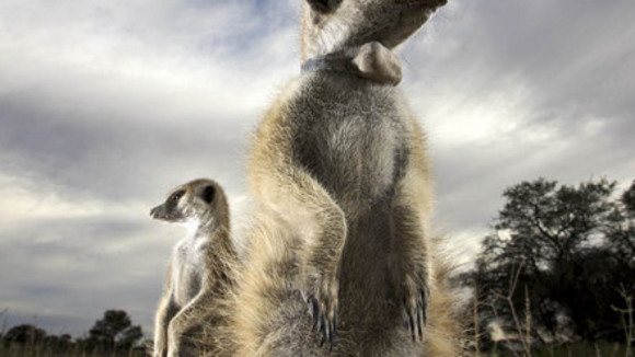 Photo du film Meerkat Manor