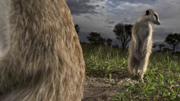 Photo du film Meerkat Manor