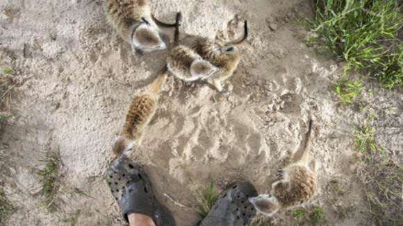 Photo du film Meerkat Manor