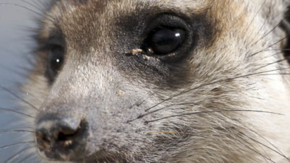 Photo du film Meerkat Manor