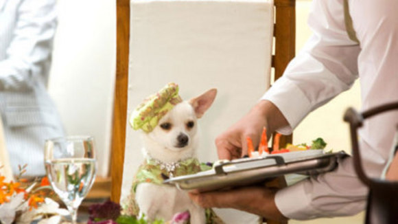 Photo from the movie Beverly Hills Chihuahua