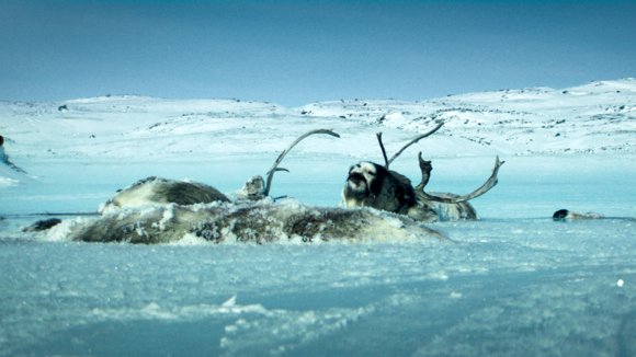 Photo from the movie Two Lovers and a Bear