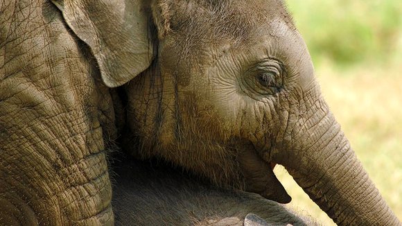 Photo du film When Elephants Were Young