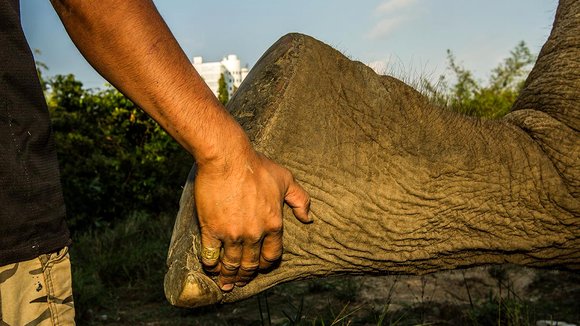 Photo du film When Elephants Were Young