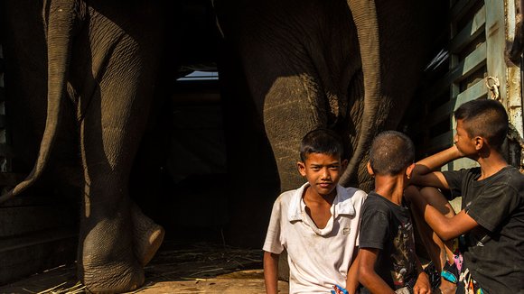 Photo du film When Elephants Were Young