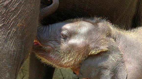 Photo du film When Elephants Were Young