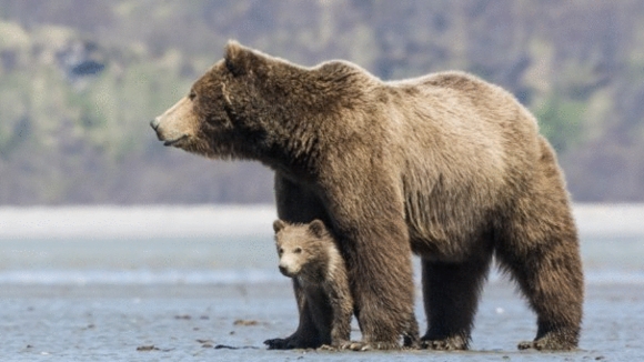 Photo from the movie Bears