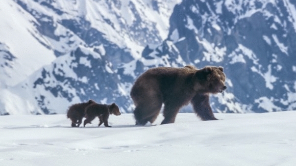 Photo from the movie Bears