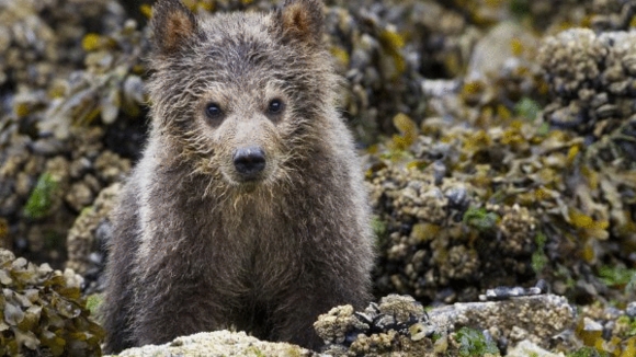 Photo from the movie Bears