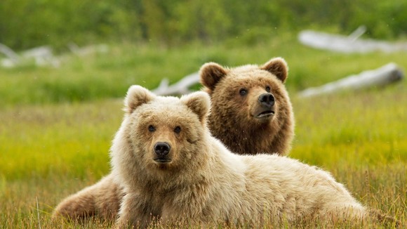 Photo from the movie Bears