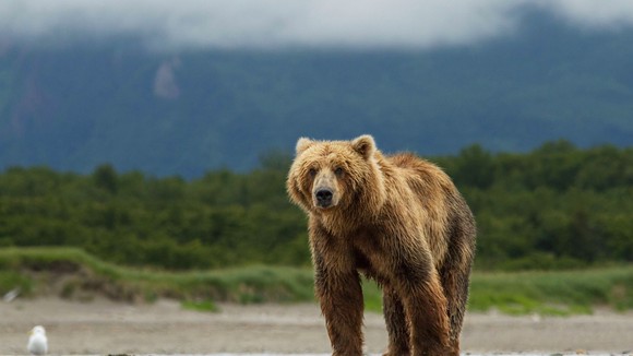 Photo from the movie Bears