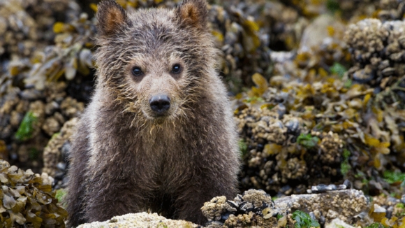 Photo from the movie Bears