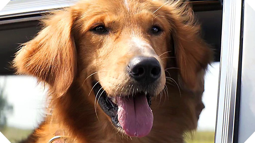 Photo from the movie A Dog's Purpose