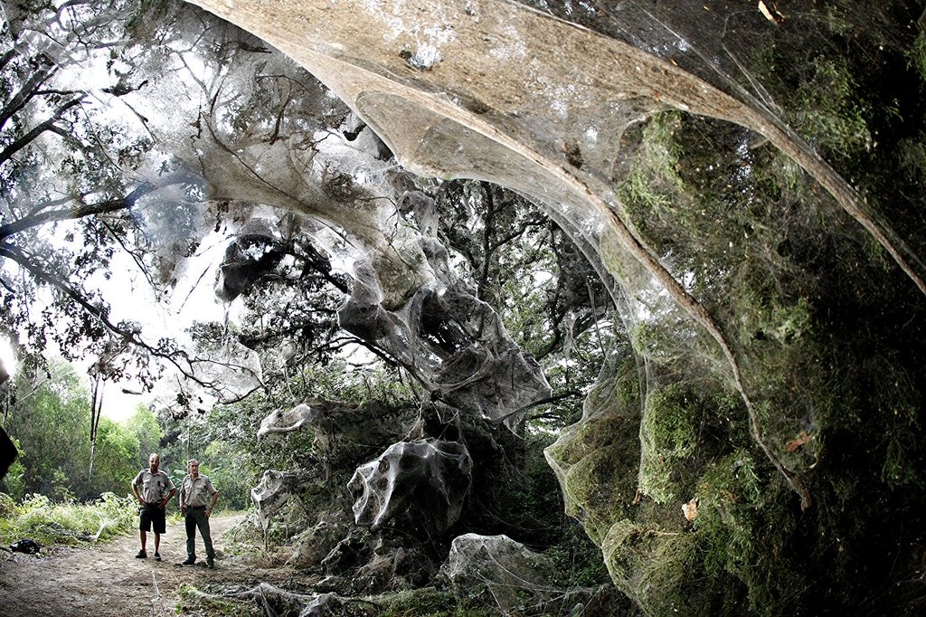 Photo du film Kingdom of the Spiders