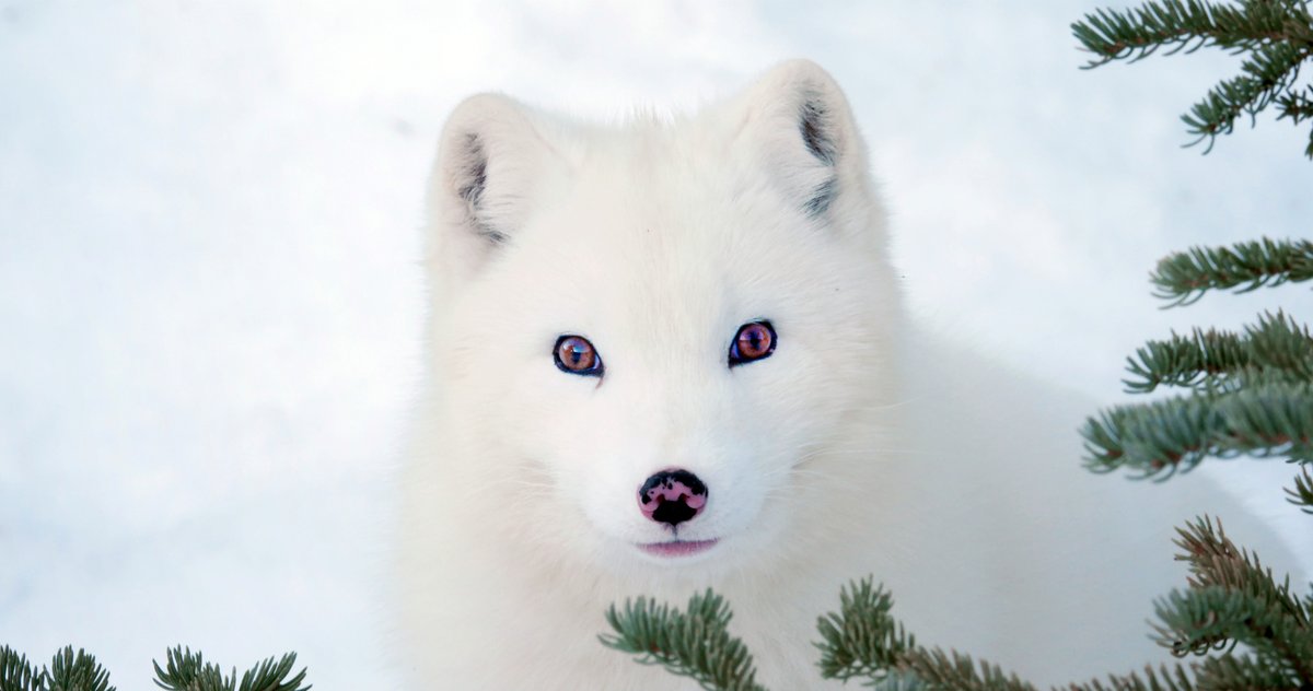 Photo du film Kina et Yuk, renards de la banquise