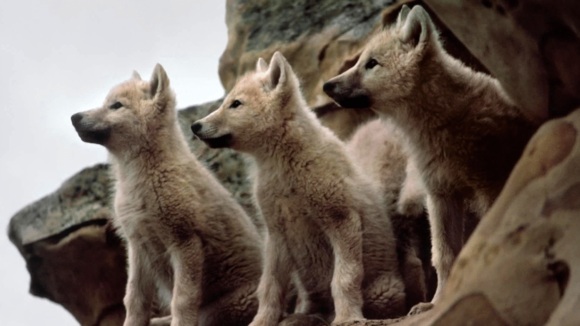 Photo from the movie Medicine of the Wolf