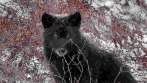 Photo from the movie Medicine of the Wolf