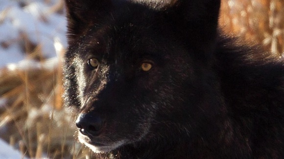 Photo from the movie Medicine of the Wolf