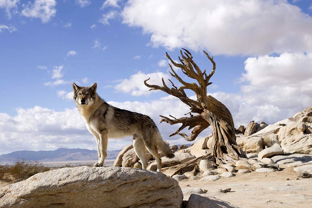 Photo du film Alpha v.f.