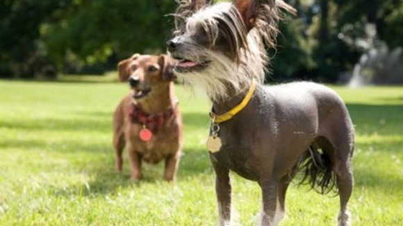 Photo du film Marmaduke v.f.