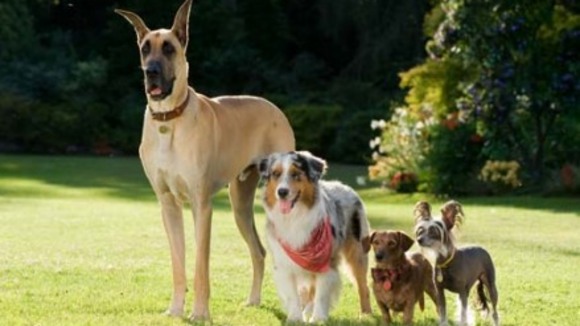 Photo du film Marmaduke v.f.