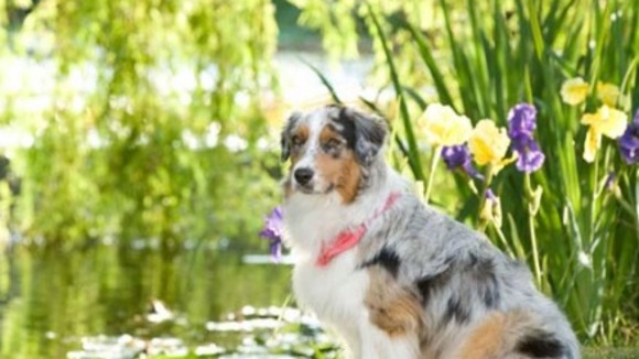 Photo du film Marmaduke v.f.