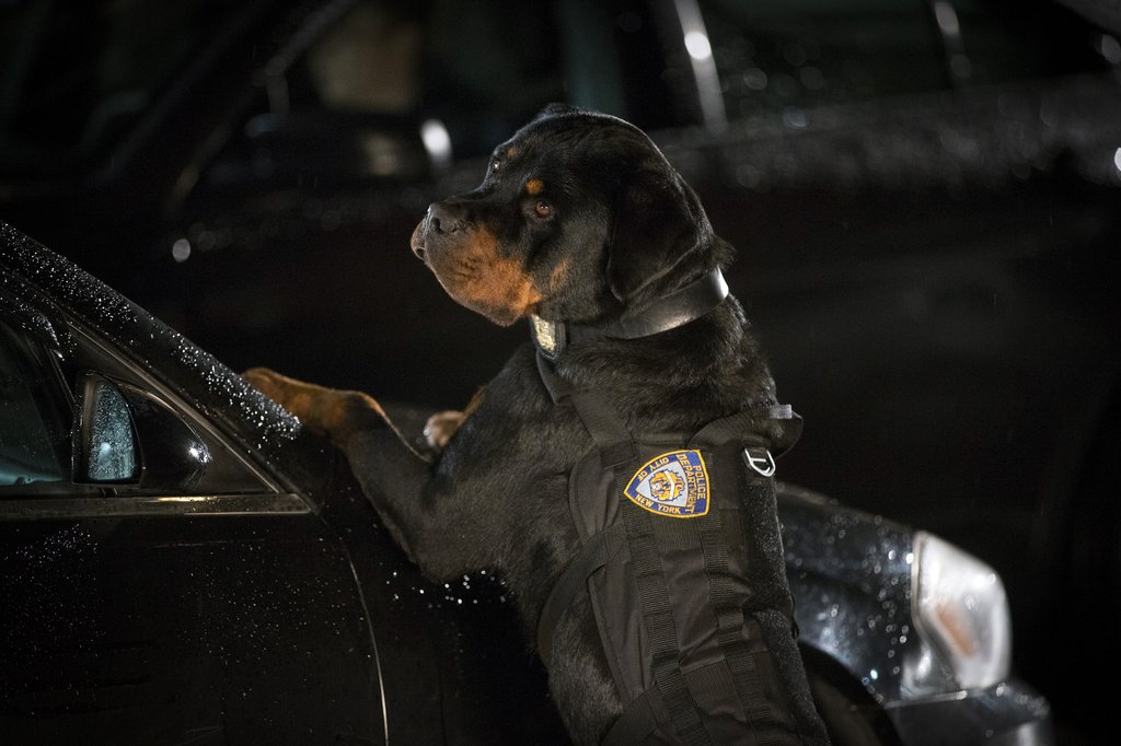 Photo du film Chiens sous enquête