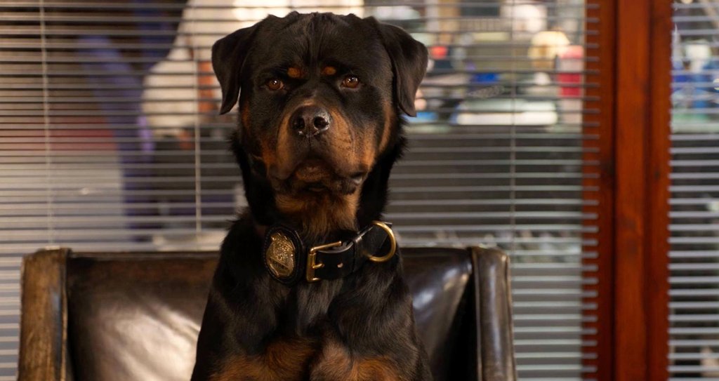 Photo du film Chiens sous enquête