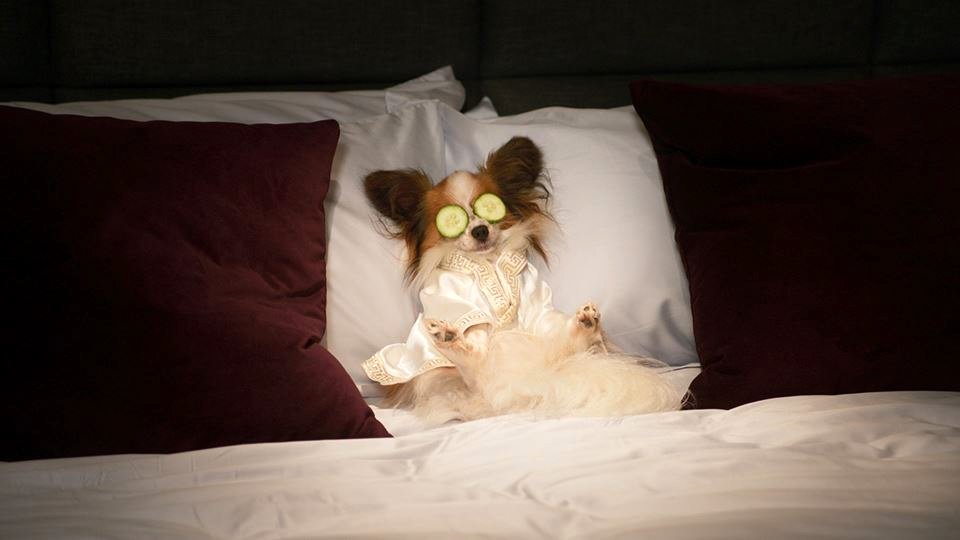 Photo du film Chiens sous enquête