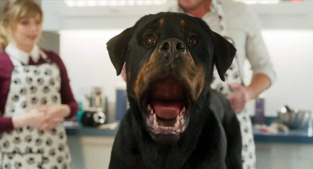 Photo du film Chiens sous enquête