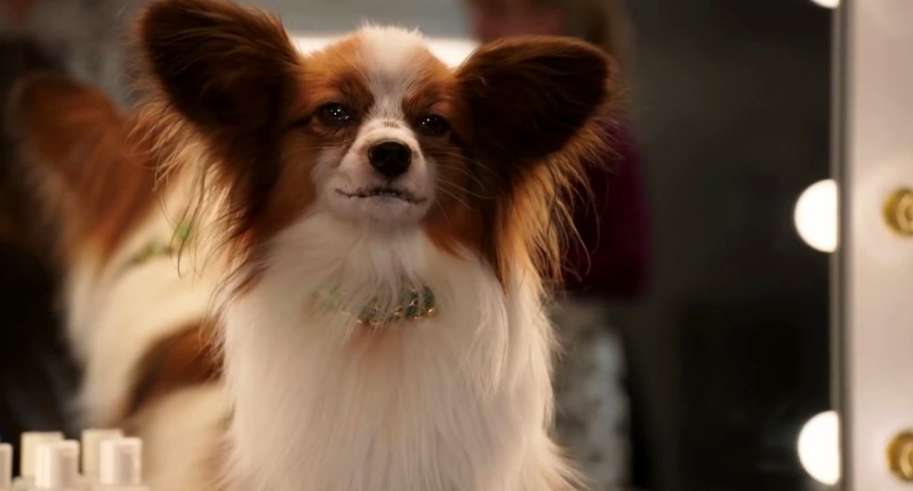 Photo du film Chiens sous enquête