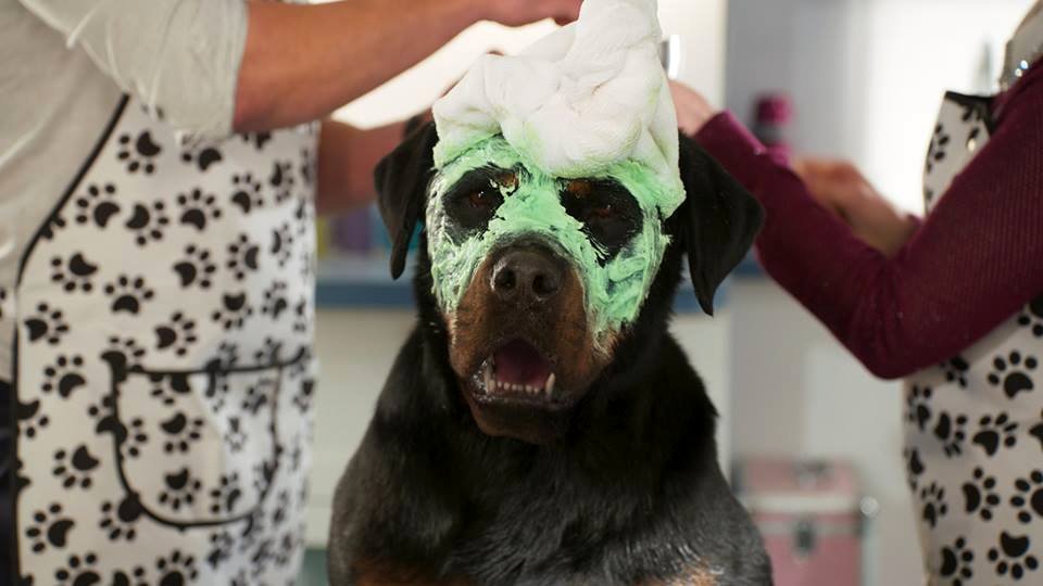 Photo du film Chiens sous enquête