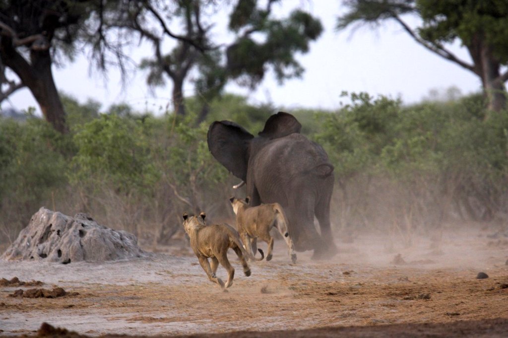 Photo du film Planet Earth