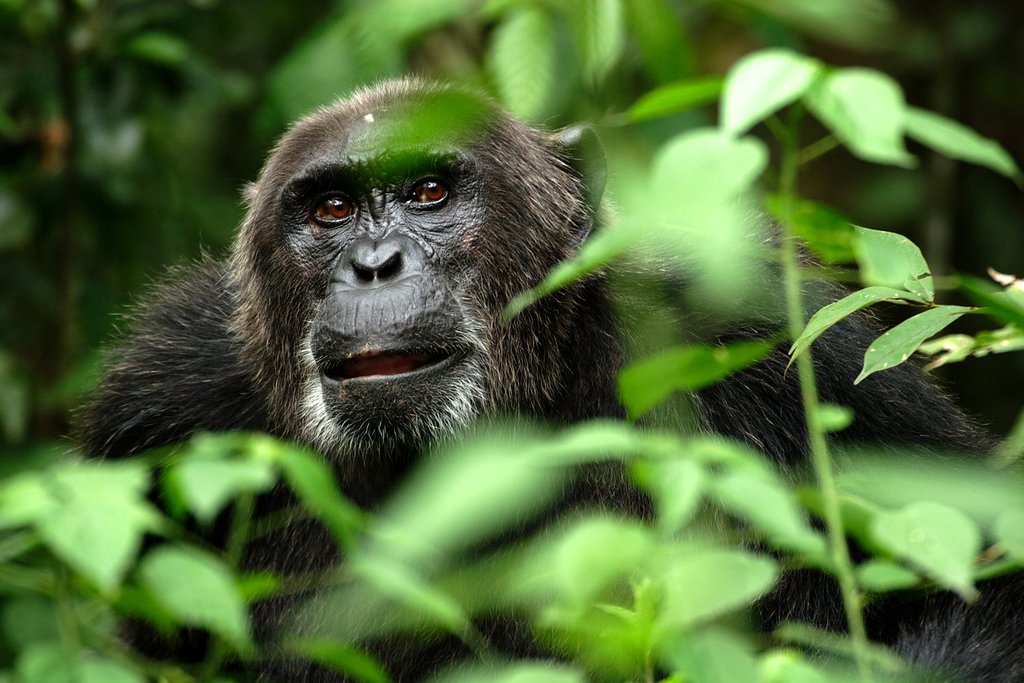 Photo du film Planet Earth