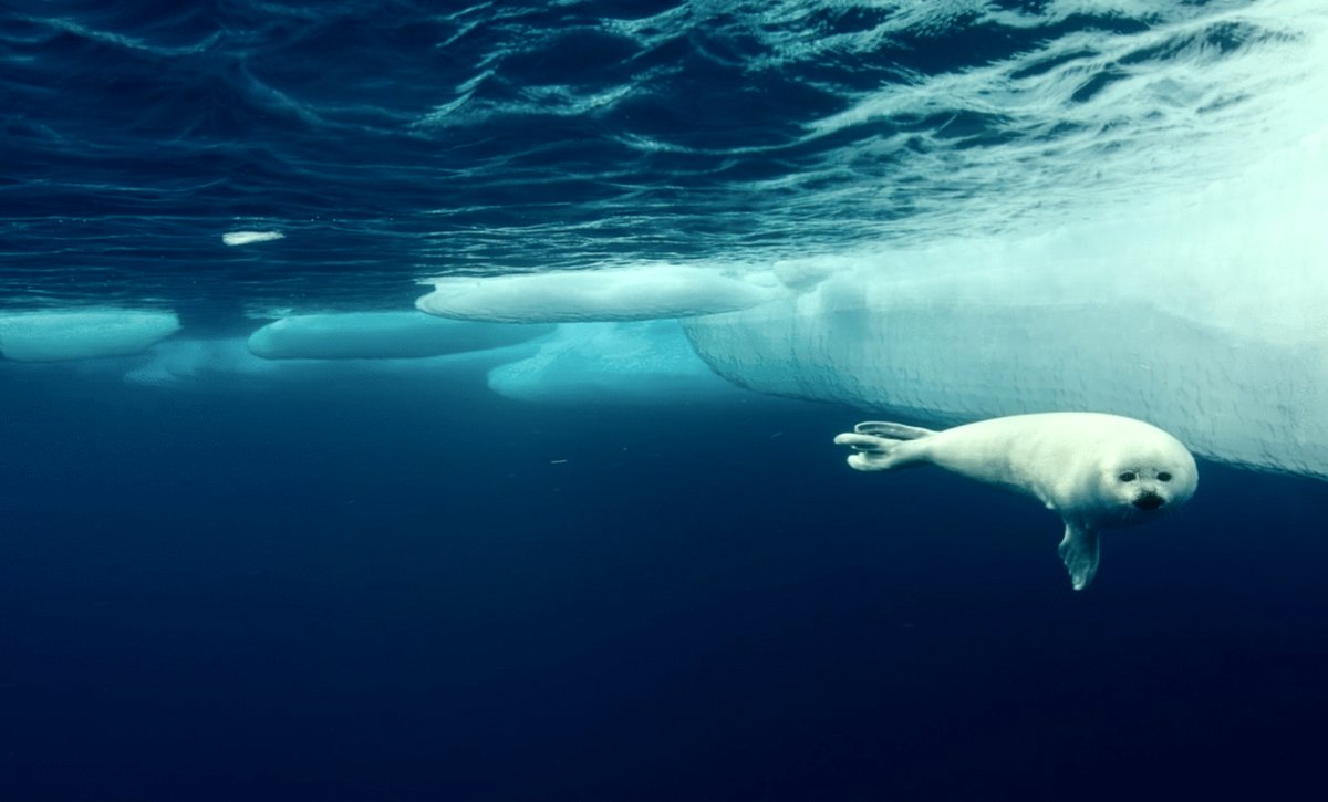 Photo du film Arctic: Our Frozen Planet