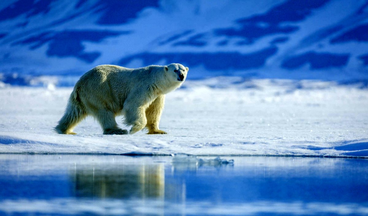Photo du film Arctic: Our Frozen Planet