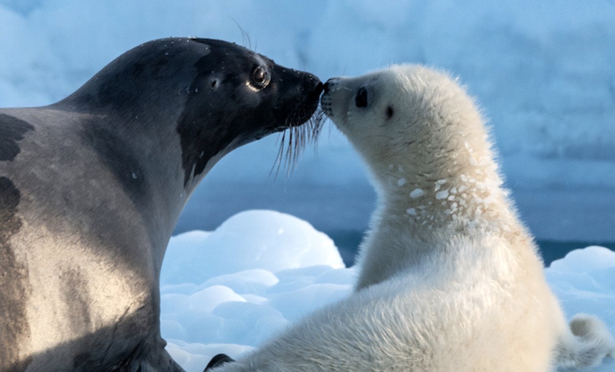 Photo du film Arctic: Our Frozen Planet
